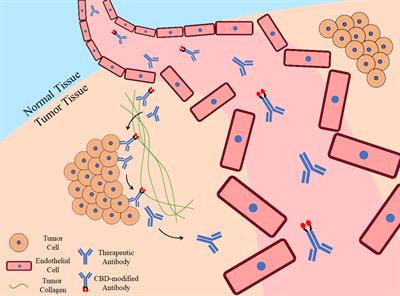 Targeting collagen in tumor extracellular matrix as a novel targeted strategy in cancer immunotherapy